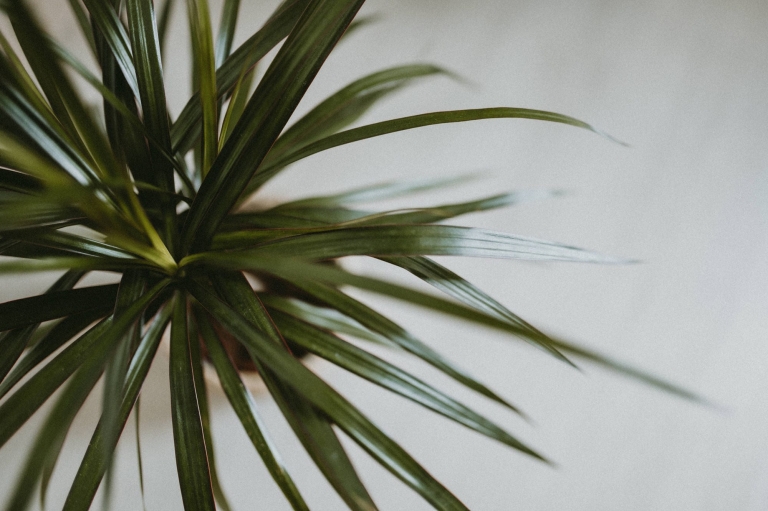 indoor plants studio